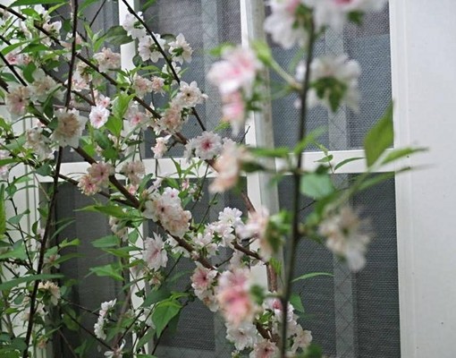 宜大,文化中心旁,高級套房+獨立陽台! - Image 1