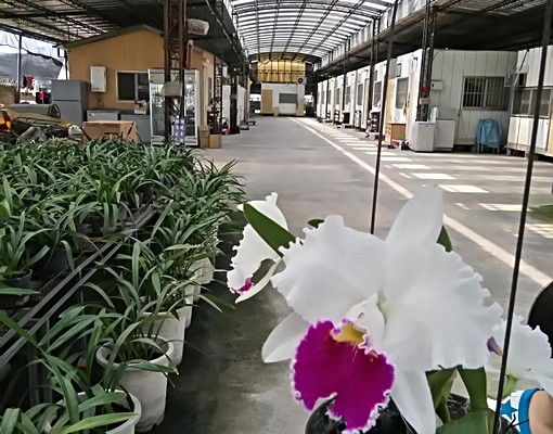 蘭花園獨立簡易小木屋套房出租 - Image 7