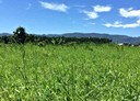 壽豐鄉-土地，1377坪