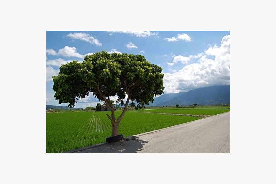 金城武樹-取自網路