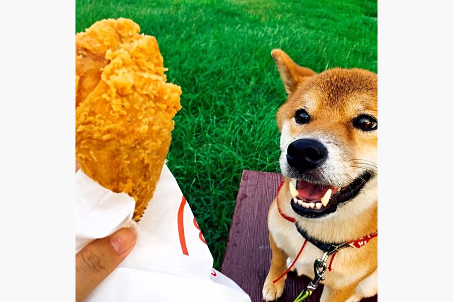 對炸雞興趣缺缺