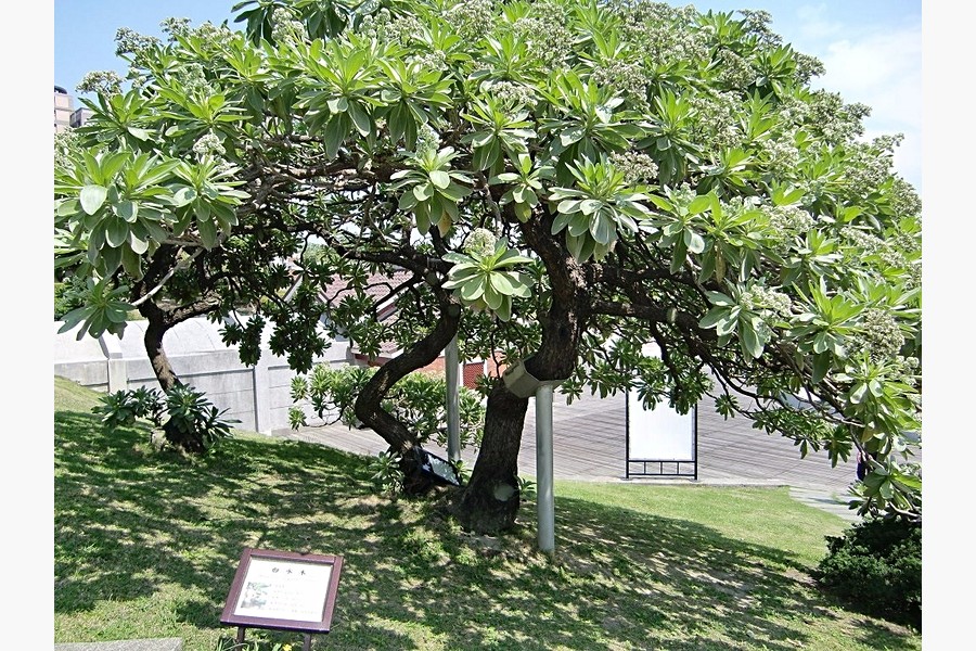 白水木(取自網路)
