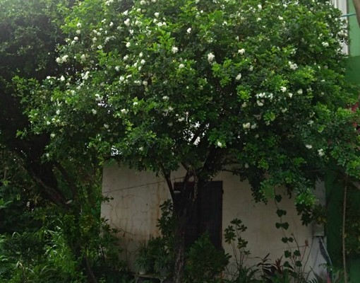 超優質花園景觀套房(獨立專用洗衣機) - Image 14