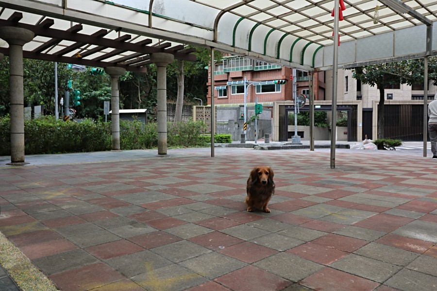 到大哥的地盤當然要先拜碼頭