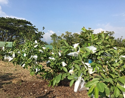 靈修、養生、工程的平價小木屋(佔地廣) - Image 13
