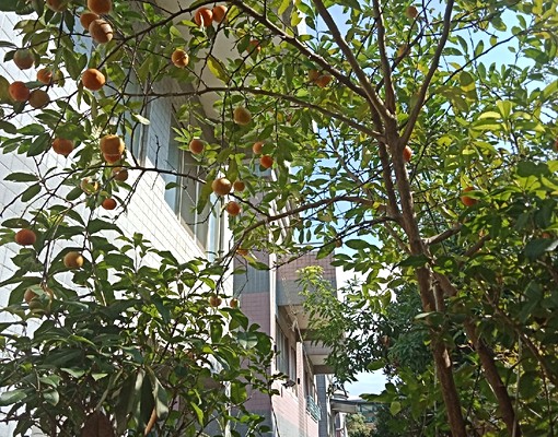 國家藝術園區優美社區獨棟別墅花園車庫 - Image 15