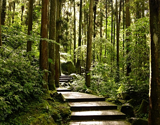 溪頭長住渡假養生 - Image 9