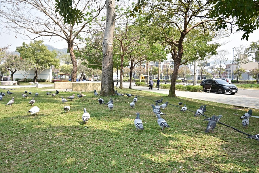 超多鴿子形成鴿子幫派