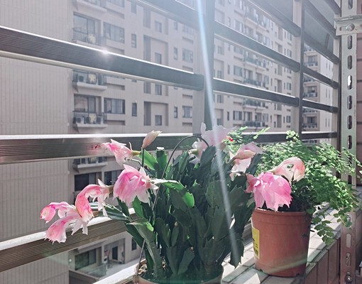 *藝文特區*電梯大樓*高級套房(可租補) - Image 3