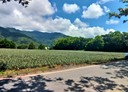 鹿野鄉-高台路土地，2948坪