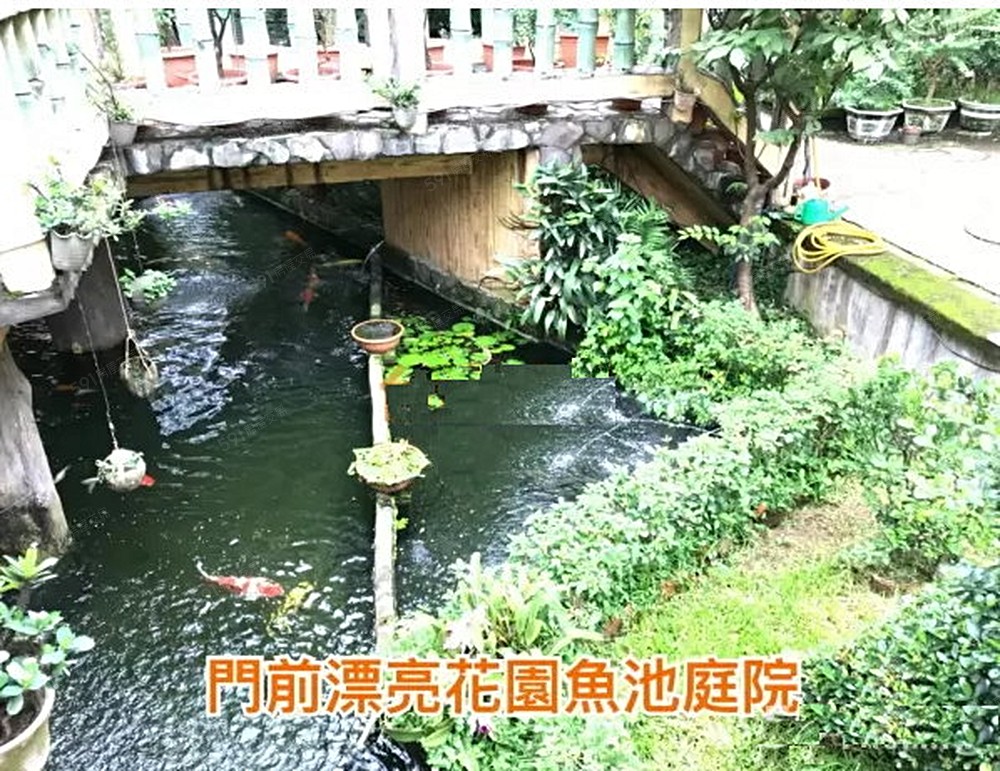 欣賞鯉魚群悠遊自在