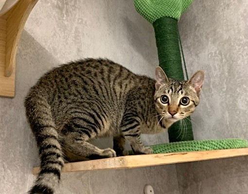 新海路非歐電梯社區分租大套房 - Image 22