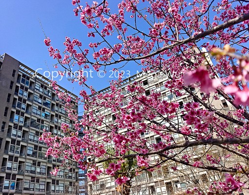 💗專營石門水庫中科院天堂鳥漂亮套房拎包即可入住 - Image 2