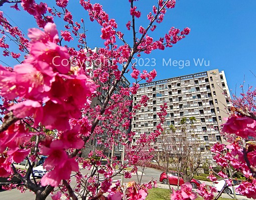 💗專營石門水庫中科院天堂鳥漂亮套房拎包即可入住 - Image 1