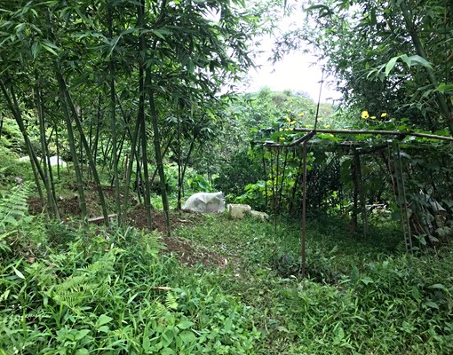 物件圖片