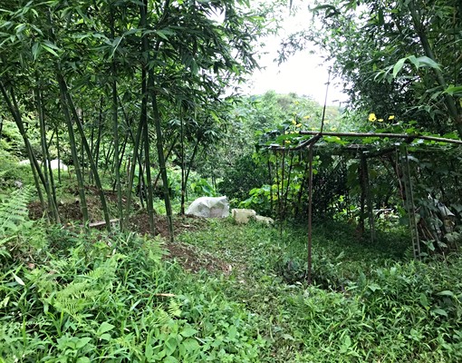 物件圖片