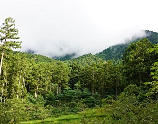 溪頭長住渡假養生 - Image 11
