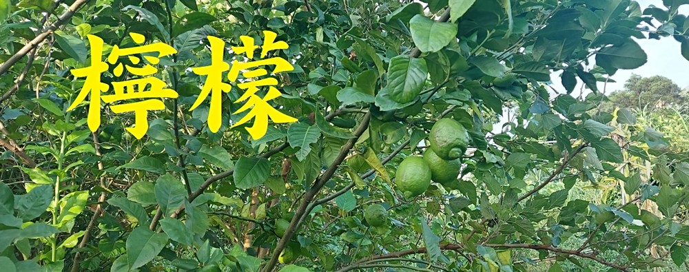 照片