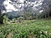 南庄南庄鄉四灣~漂亮美農地..