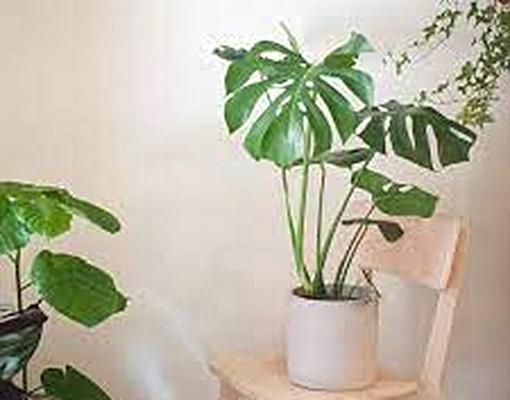 ✨New-視野採光通風優質綠套房👍 - Image 1