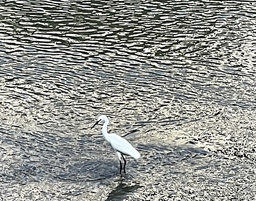 全新透天電梯套房出租 - Image 14