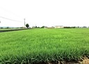 苑裡鎮-火炎山六路土地，1390坪