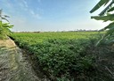 新園鄉-興龍村土地，941.7坪