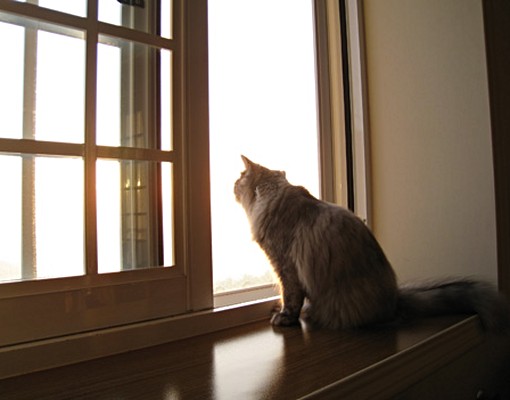 貓😺陽台●獨洗＿淨水器＿可炊＿健身房＿專人收垃圾24H警衛 - Image 2