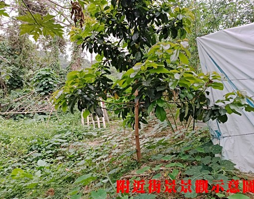 物件圖片
