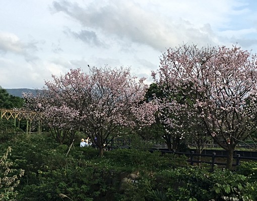 物件圖片