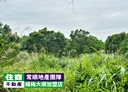 楊梅區-仁美段土地，2503坪