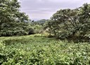 竹山鎮-鯉南路土地，9524坪