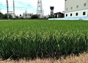 秀水鄉-土地，702坪