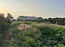 大肚區-瑞井路土地，735.4坪