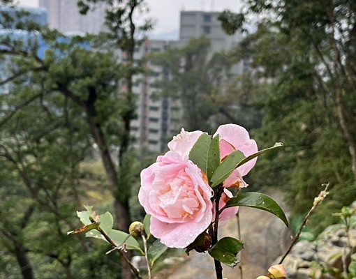 【住商臺北城】農地/汐止通過水保審核農地