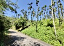 鹿谷鄉-中村巷土地，1700坪