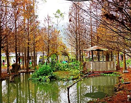 **「紅葉鋪地，秋意深濃——漫步落羽松林 - Image 4