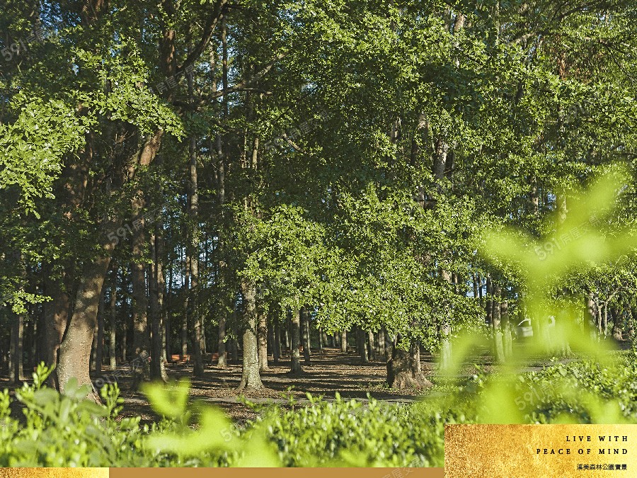 善化金星環境圖