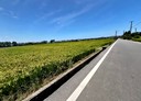 新豐鄉-土地，605坪