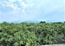 玉井區-口宵里段土地，1579坪
