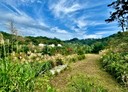 三義鄉-土地，2726.9坪