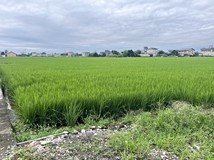 茭白段宜蘭都計內農地足坪農..