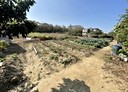 後龍鎮-土地，437.1坪