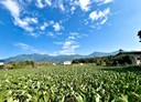 高樹鄉-土地，1238坪