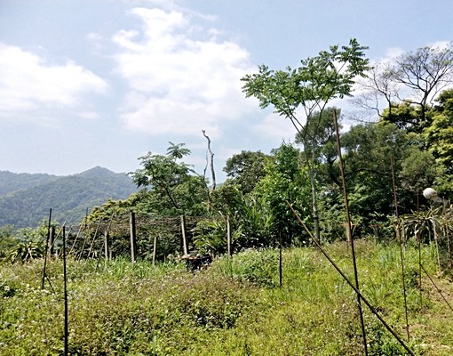 K952三峽區竹崙段農地💖中信劉蕙蘭