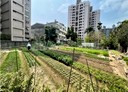 烏日區-土地，223坪
