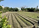 屏東市-土地，113坪