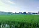 八德區-土地，1987.3坪