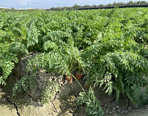 專約_台南市麻豆區南寮段１.２分優良農地