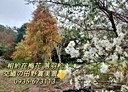 卓蘭鎮-西坪段土地，1059坪
